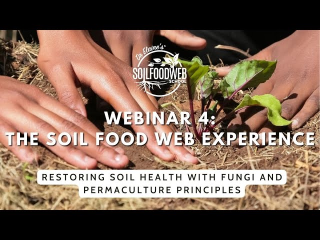 The Soil Food Web School Experience