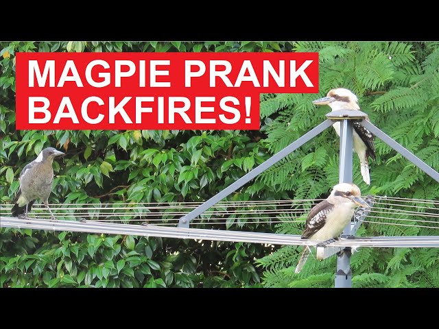 Magpie Prank Backfires! Laughing Kookaburra Gets the Last Laugh