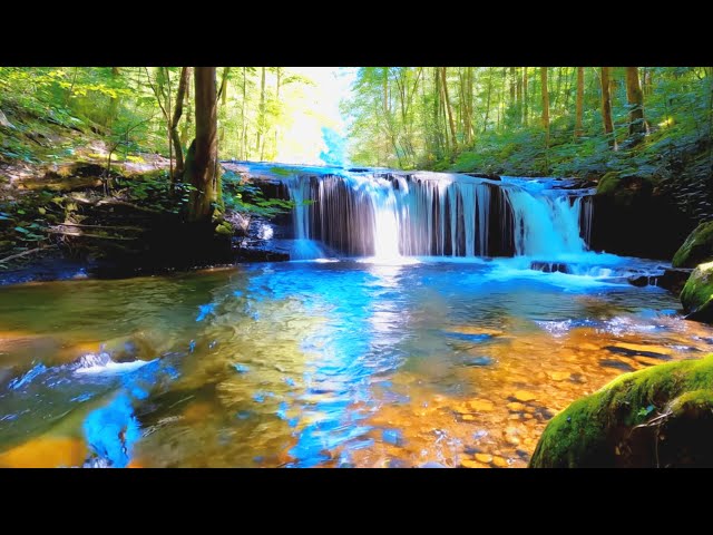 The Sound of Water and the calls of wild birds in nature for Relaxation #soundofwater #relaxing ASMR