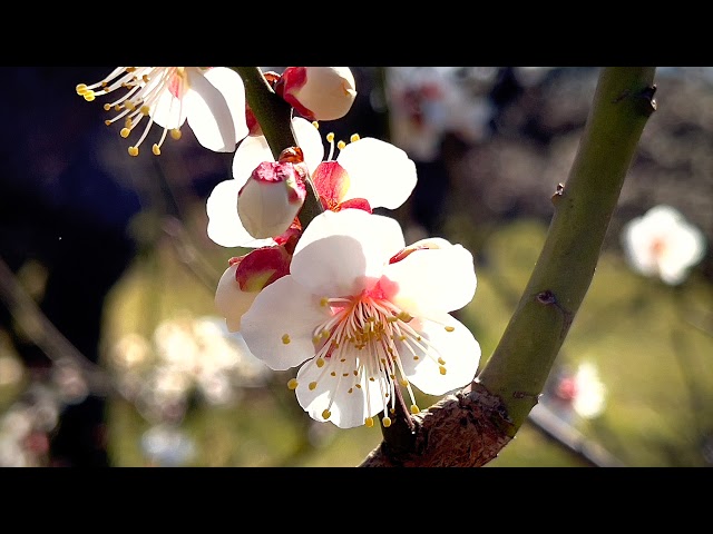 This is NOT Sakura! | Spring 2021 | Osaka Castle | Hanami | Plum blossoms | Japan | 4K 60fps HDR