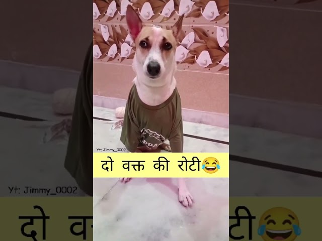 Funny video 🐶😂🤣♥️ #dog #funny #doglove #comedy #shorts #viralvideo #cute