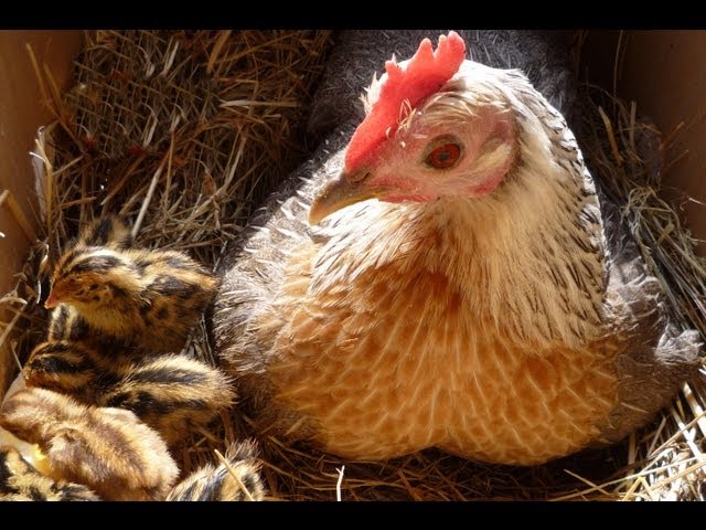 Organic Quail Hatched & Raised with a Mother Hen.  Nos Cailles bio Crias de codorniz SUB ENG.FR