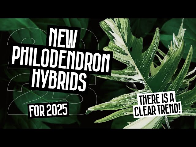 NEW PHILODENDRON HYBRIDS FOR 2025!!