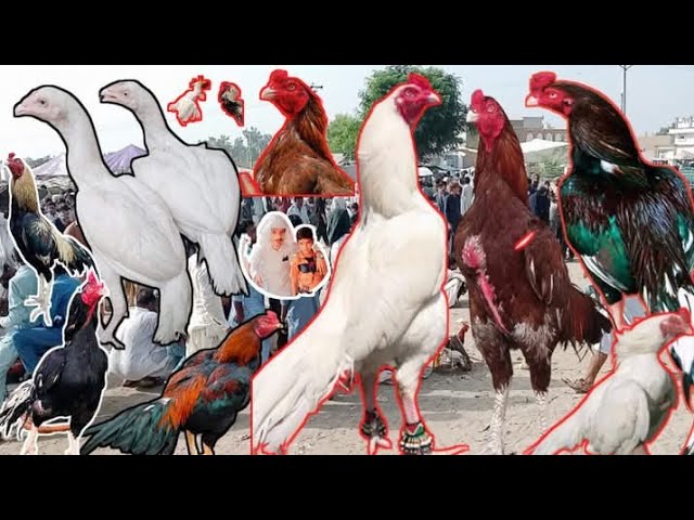 Sasti Aseel Murga Mandi Pakistan New update 🐓 Dera Ismail Khan Aseel murga Mandi Juma #aseel #vlog 💯