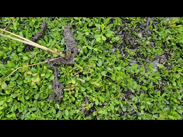 Water Hyssop / Bacopa monnieri in mid January after a freeze still blooming