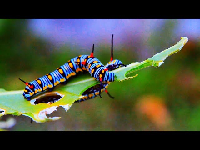 ❤ Relaxing Piano Music, Soundscape, 4K, Nature, Caterpillars and Butterflies