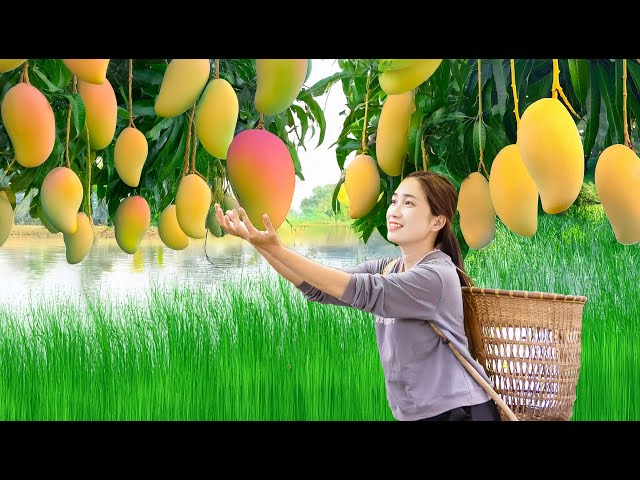 How Harvest Giant Golden Mangoes go to market sell, make delicious Mango Dessert, Harvest and Cook