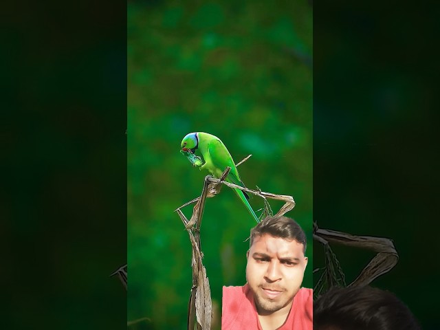 Parrot photography 4K resolution #photography #birds #nature #naturephotography #wildlife #shorts