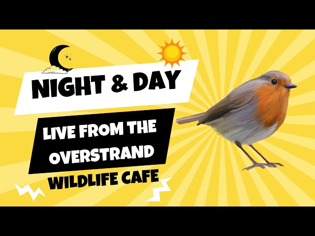 Wild Norfolk LIVE in 4k : 9 February 2025