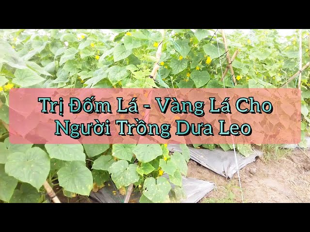 trị đốm lá,vàng lá,cây dưa leo, vườn nhà tôi vlog