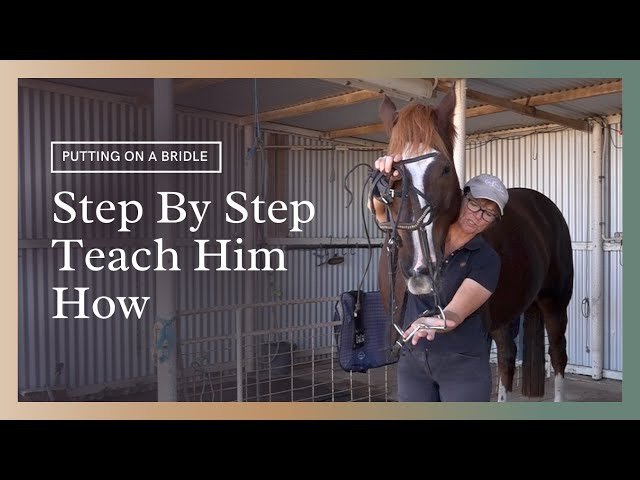 How To Put A Bridle On A Horse - Teaching Him Step By Step