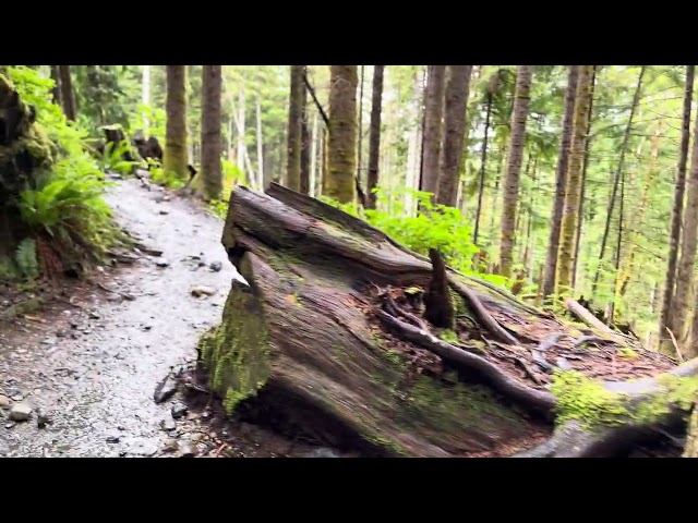 Heather Lake Trail: A Rainy Midsummer Walk (2)