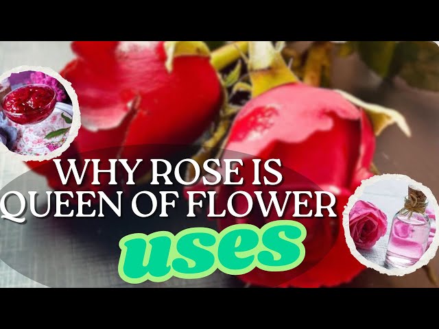 Why Rose called QUEEN OF FLOWER  | Uses