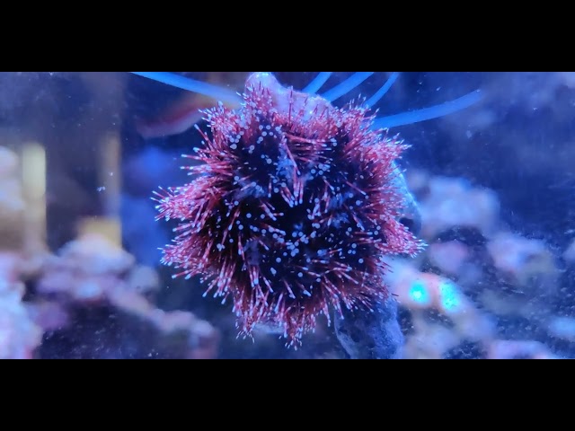 Red Tuxedo Urchin Update