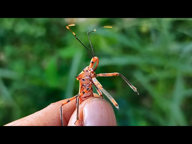 what will happen if i touch the big assassin bug