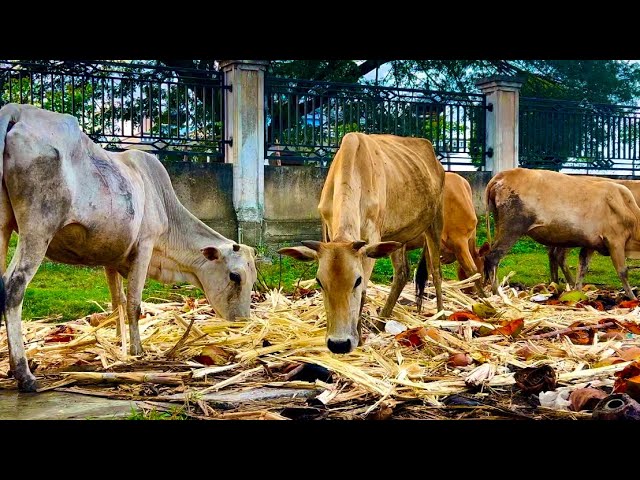 a herd of cows eat piles of leftover sugar cane at the market#sapimoo #cow #sapiro #sapienstyle