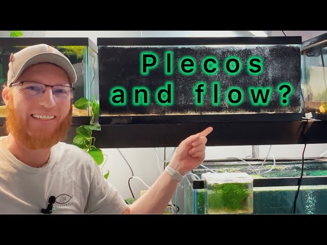 Long Fin Green Dragon Pleco Upgrade - DIY River flow style tank - Easy Upgrade!