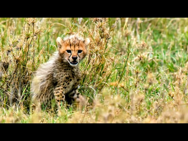 Savannah's Fiercest Little Fighters