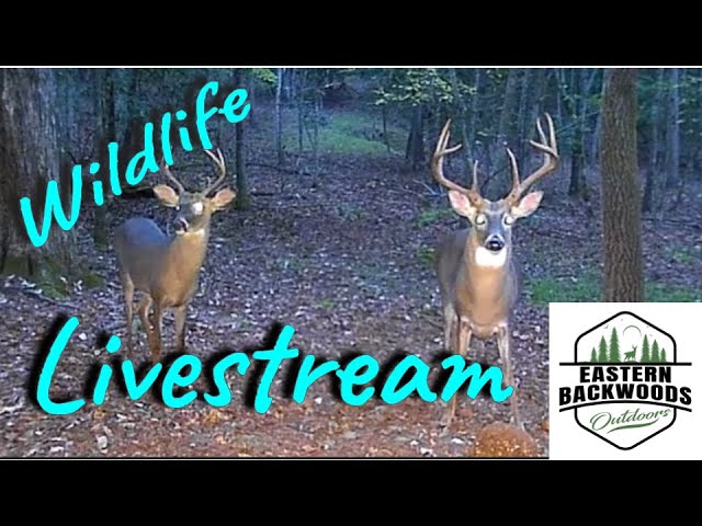 Live DEER and Wildlife In The Backwoods