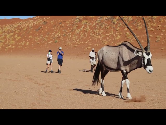 Walking with wild Oryx in Sossusvlei Desert, Namibia