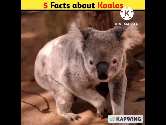 koala top 5 amazing facts 🐩😲| Chillax Bro #shorts #shortsvideo #koala