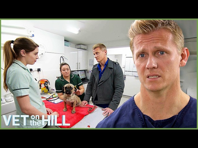 Puppy Farm Pug Struggles To Breathe 🥺 | S3 E24 | Vet On The Hill