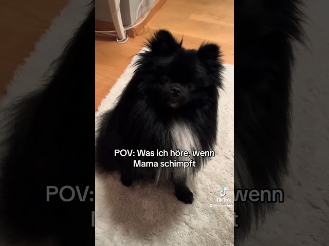 #dog #pomeranian #zwergspitz #shorts