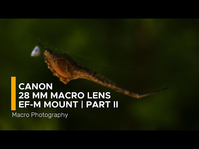 Canon EF-M 28mm f/3.5 Macro IS STM Lens | Canon M50 Mark II | Part2