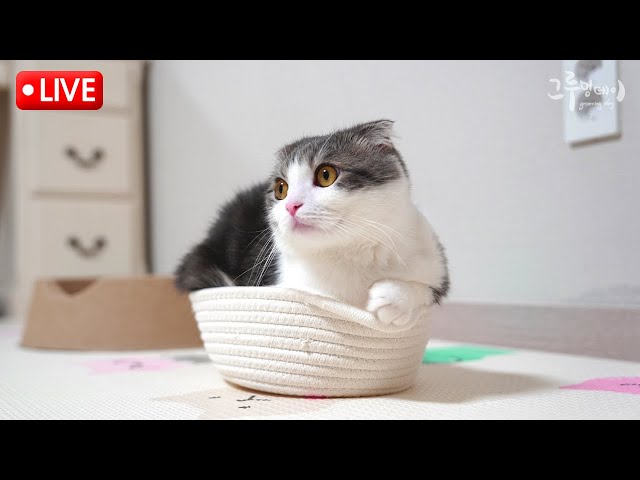 귀여운 고양이 손 맛좀 보고가세요~~ (이벤트 당첨자 발표)