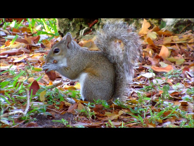 Grey Squirrel Eating