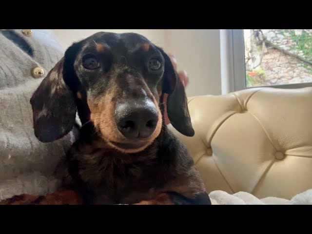 MINI DACHSHUND SPENDS A WHOLESOME MIDWINTER DAY AT HOME