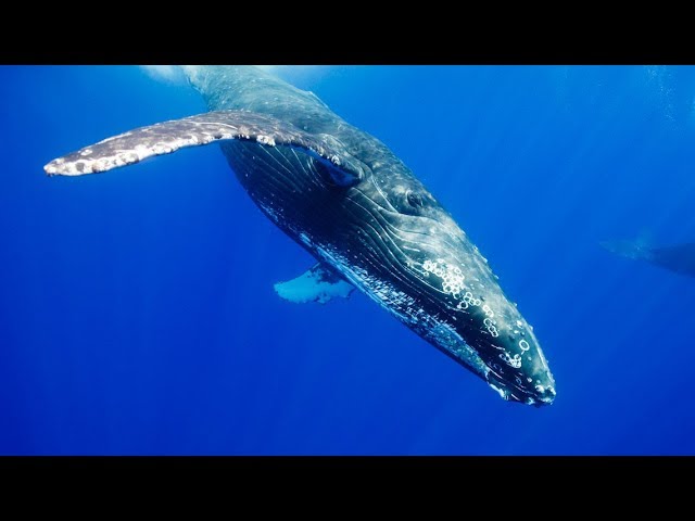 █ Ocean of Giants - Wildlife Animal • DOCUMENTARY • National Geographic