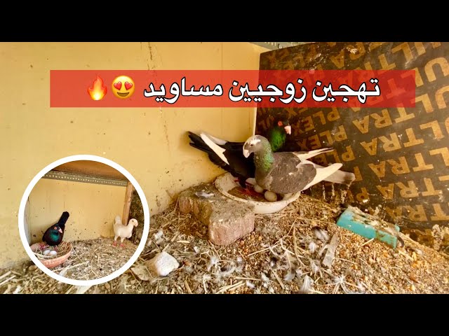 تهجين الحمام 🕊 المساويد مع الهومر 🔥 + إنتاج تهجين الحمام 😍✨