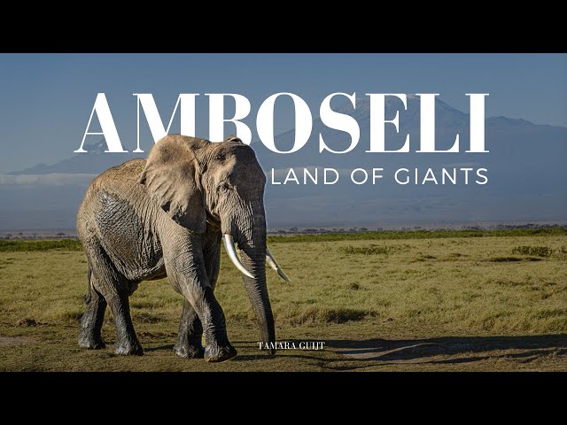 African wildlife - AMBOSELI Land of GIANTS - Kenya 4K HDR