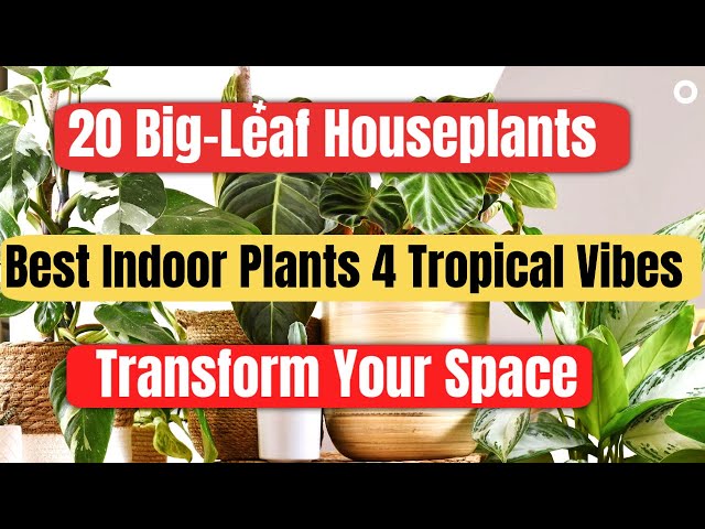 20 Stunning Big-Leaf Houseplants (Popular Leafy Plants 2024)