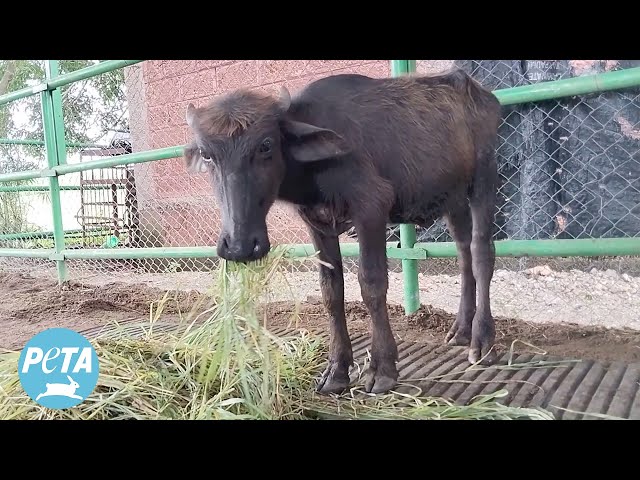 Dramatic Rescue of a Buffalo Calf Who Was Drowning Amid Garbage