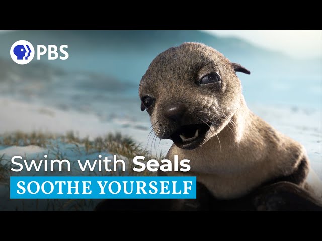 Swim with Seals Off the Coast of South Africa