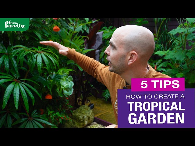 How to create a tropical garden | 5 TIPS to transform your garden