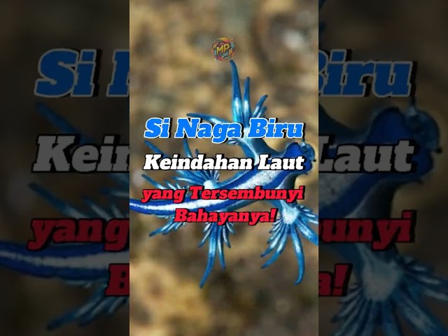 Keindahan Laut yang tersembunyi bahayanya. Si Naga Biru "Glaucus Atlanticus" #facts #faktaunik