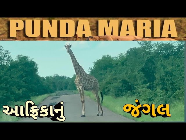 આફ્રિકાનું સૌથી મોટું જંગલ દેખાડું | The biggest Jungle of Africa