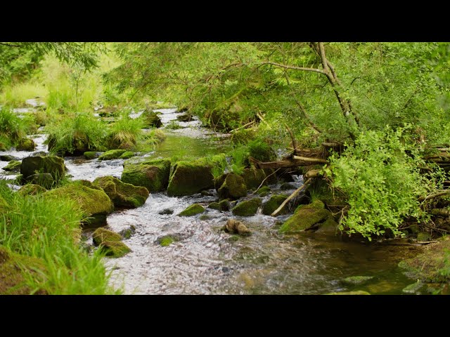 Forest Ambience  Relaxing Water Sounds & Birds Singing   Calming Nature Sounds