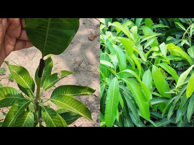 Grafting mango trees technique | mango tree grafting #grafting #gardening #graftingtree