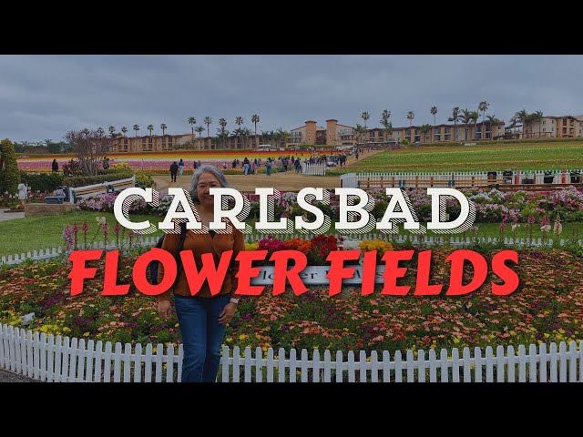 Carlsbad's Blossoming Canvass! The Enchanting Flower Fields!