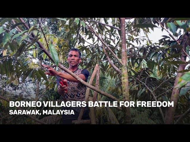 Borneo Villagers Battle For Freedom - Sarawak