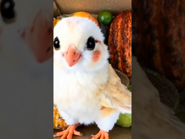 Definitely a beauty bird #shortvideo #viralshort #birds #animals #reactionvideo #coolvideo #short