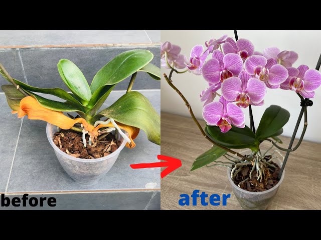 How a Dead Orchid Revived ❗️Amazing Result That Makes Orchids Excite/Orchids Bloom