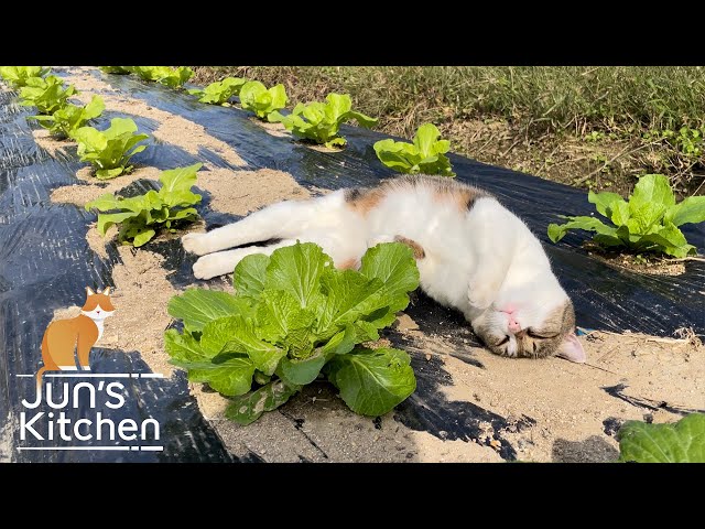 Organic vegetable garden in Japan