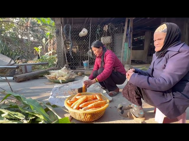 Rural Life and Livestock Farming A Day Living with Nature