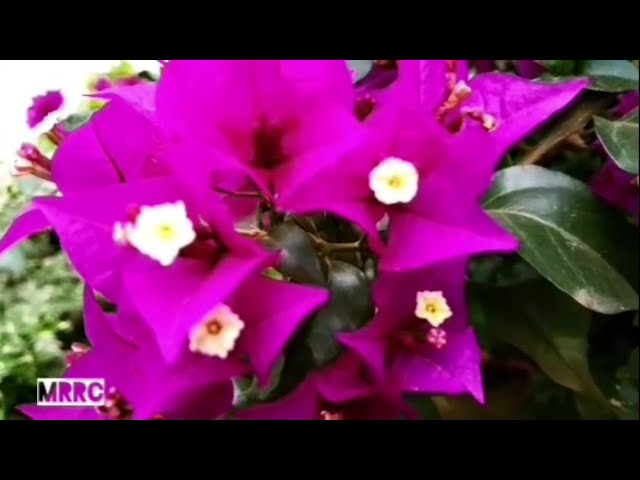 Beautiful Relaxing Music With Flowers Peaceful Piano Music