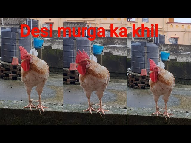 Unique big hen playing viral #shorts video @a2zsdn